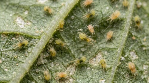 大葉がハダニに食べられる前に知るべき予防策と正しい対処法 | 虫退治、はじめました。