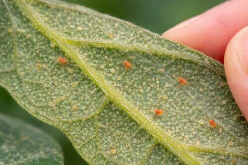 ナスにつく害虫|白いのは病気?葉裏で分かる原因別の対処法 | 虫退治、はじめました。