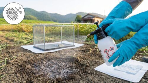 スイカのハクビシン対策!食痕の見分け方と確実な防除技術 | 虫退治、はじめました。