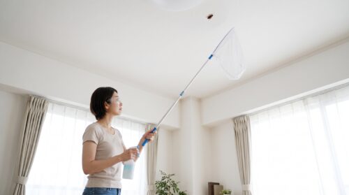 天井のゴキブリに虫取り網を近づけ、凍結スプレーを噴霧する日本人女性。安全な高所駆除の様子。