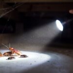 暗い床下空間で懐中電灯に照らされ、逃げ惑うワモンゴキブリと複数のクロゴキブリの幼虫。日本の住宅の床下点検の様子。