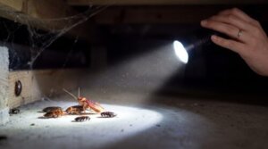暗い床下空間で懐中電灯に照らされ、逃げ惑うワモンゴキブリと複数のクロゴキブリの幼虫。日本の住宅の床下点検の様子。
