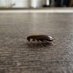 木のカウンターの上を歩く、背中に薄茶色の縦線があるチャバネゴキブリの幼虫のマクロ写真。翅がなく、成虫より小さい。