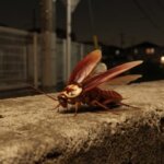 日本の都市部のコンクリートの縁に止まる、光沢のある茶褐色のワモンゴキブリの成虫。 pronotumに特徴的な黄白色の環状紋が見える。