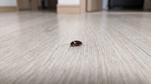 白い帯模様がある、体長数ミリのクロゴキブリの1齢幼虫が、日本の住宅の木目調の床を這っている接写画像。