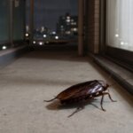夜、日本の住宅のベランダを這う光沢のあるクロゴキブリ