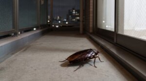 夜、日本の住宅のベランダを這う光沢のあるクロゴキブリ