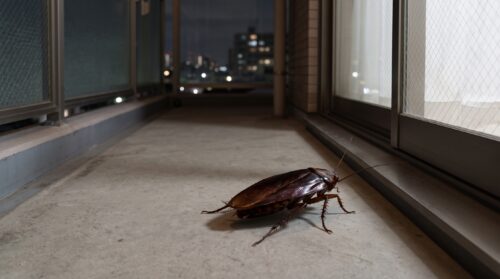 夜、日本の住宅のベランダを這う光沢のあるクロゴキブリ