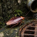 沖縄の下水道や湿った環境に生息するワモンゴキブリの成虫。錆びた格子状のマンホールや排水管の近くで活動する様子。
