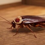 前胸背板に黄色い輪紋模様がある体長50mm級の大型ワモンゴキブリ
