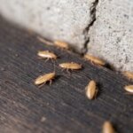 木の表面とコンクリートの隙間に集まる、淡黄褐色のワモンゴキブリ若齢幼虫（1〜3齢）。体長3〜10mm。