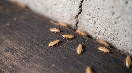 木の表面とコンクリートの隙間に集まる、淡黄褐色のワモンゴキブリ若齢幼虫（1〜3齢）。体長3〜10mm。