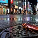 夜の福岡・天神地区のマンホール蓋の上を這う、大型のワモンゴキブリ。濡れた路面がネオンを反射する中、市街地での発生状況を示す。