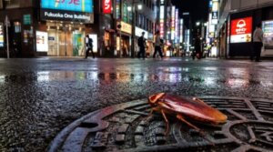 夜の福岡・天神地区のマンホール蓋の上を這う、大型のワモンゴキブリ。濡れた路面がネオンを反射する中、市街地での発生状況を示す。