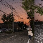 夕暮れ時の日本の住宅街で、街路樹や電線に大量のムクドリが群がり、道路や自家用車がフンで汚れている様子。傘をさして歩く日本人の女性。