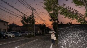 夕暮れ時の日本の住宅街で、街路樹や電線に大量のムクドリが群がり、道路や自家用車がフンで汚れている様子。傘をさして歩く日本人の女性。