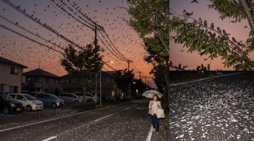 夕暮れ時の日本の住宅街で、街路樹や電線に大量のムクドリが群がり、道路や自家用車がフンで汚れている様子。傘をさして歩く日本人の女性。