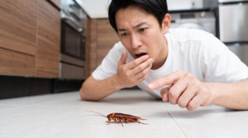 キッチンでワモンゴキブリの遅い動きに驚き、指をさす日本人男性