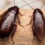 木材の上を這うクロゴキブリの成虫のオス(右)とメス(左)の背面比較画像。メスの腹部が羽からはみ出しているのがわかる。