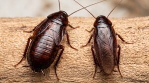 木材の上を這うクロゴキブリの成虫のオス（右）とメス（左）の背面比較画像。メスの腹部が羽からはみ出しているのがわかる。
