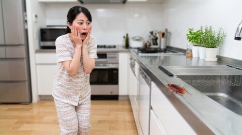 キッチンのシンクに出た大型のワモンゴキブリに驚く日本人女性